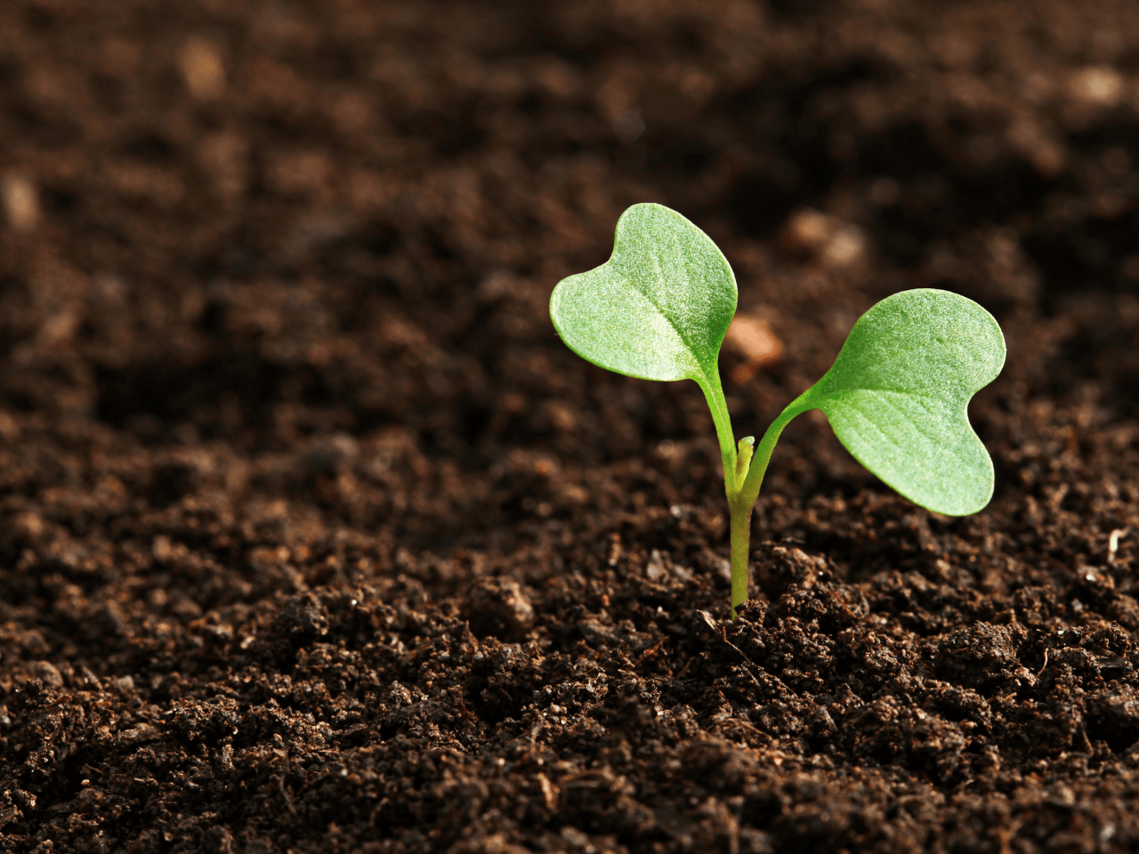 Como melhorar o solo dos campos e aumentar a produção agrícola agricultura angola terrafort