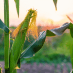 Doses ideais de gesso agrícola para diferentes culturas terrafort angola
